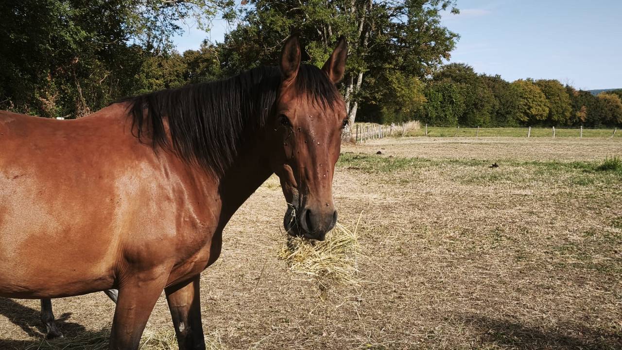 Caballo castrado PRE Pura Raza Espa&ntilde;ola En venta 2023 Bayo por Doblon-TR