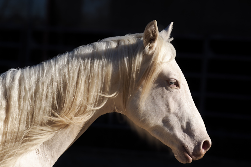 Potro Quarter Horse En venta 2024 Crema