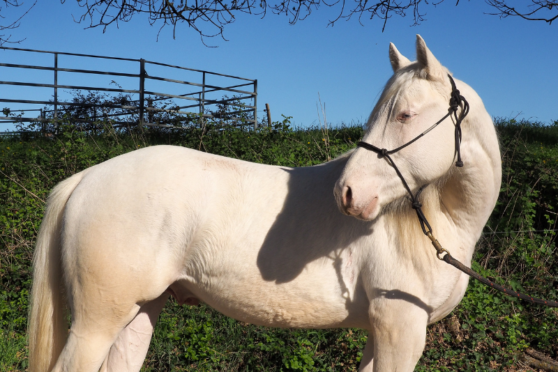 Potro Quarter Horse En venta 2024 Crema
