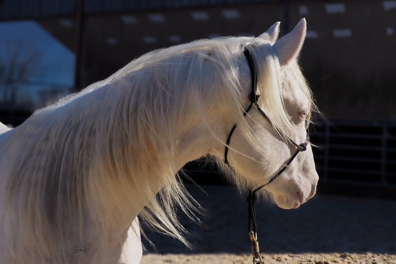 Potro Quarter Horse En venta 2024 Crema