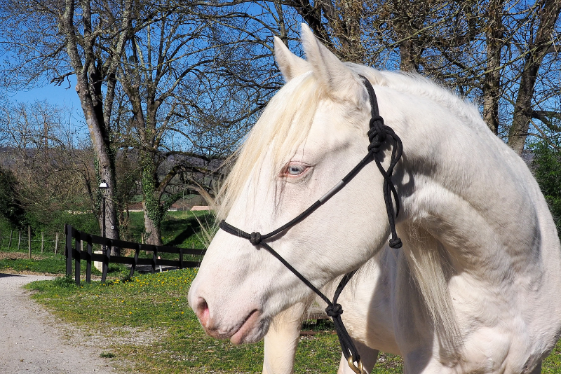 Potro Quarter Horse En venta 2024 Crema