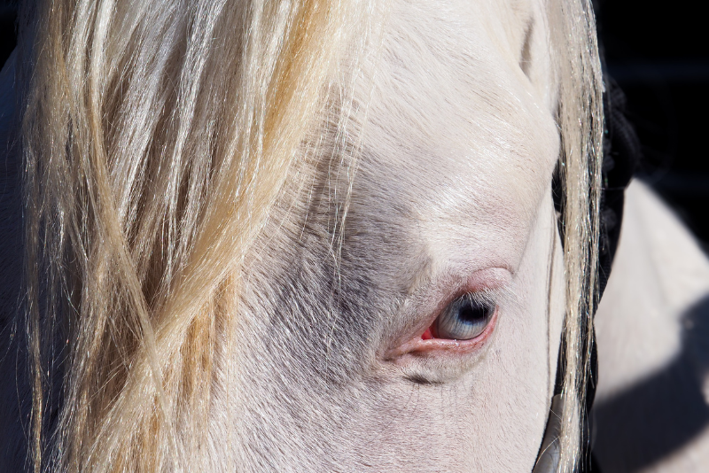 Potro Quarter Horse En venta 2024 Crema