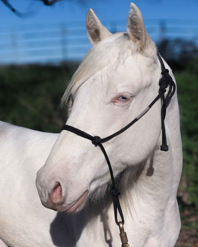 Potro Quarter Horse En venta 2024 Crema