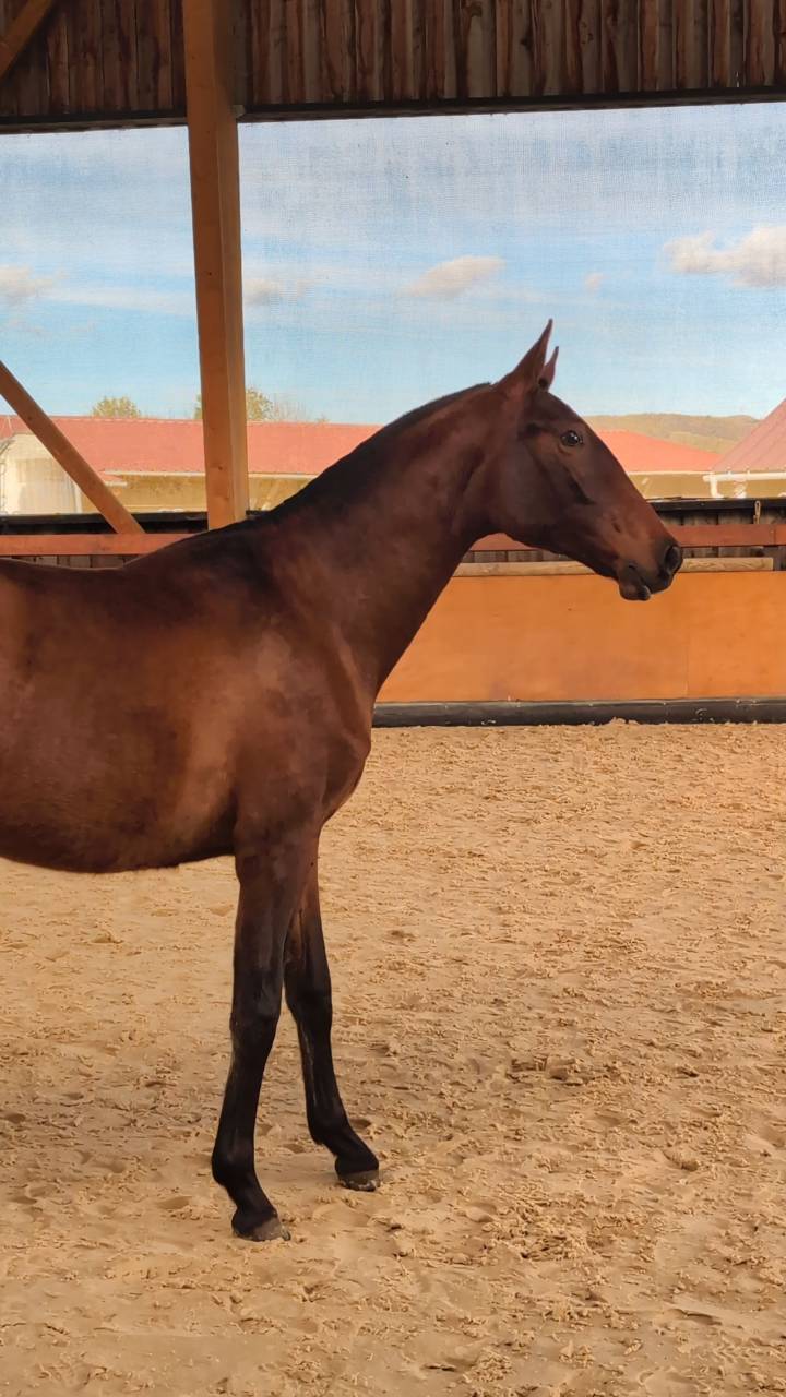 Yegua PRE Pura Raza Espa&ntilde;ola En venta 2024 Bayo por ABANICO SG