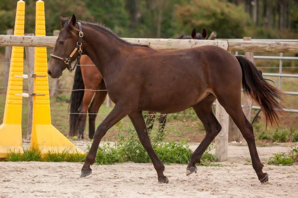 Caballo castrado New Forest En venta 2025 Isabelo por L'ancelot du m&eacute;nage