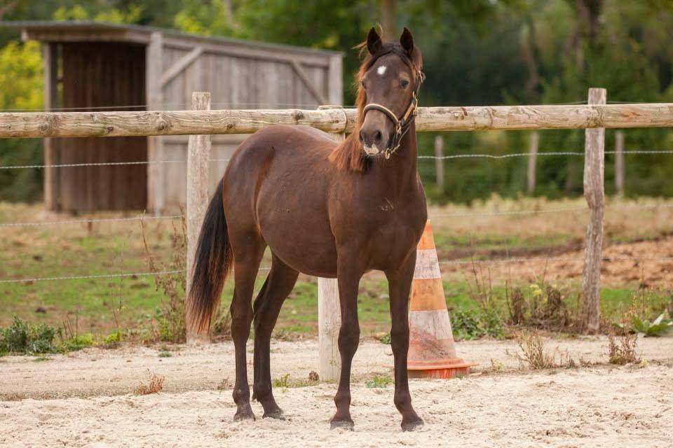 Caballo castrado New Forest En venta 2025 Isabelo por L'ancelot du m&eacute;nage