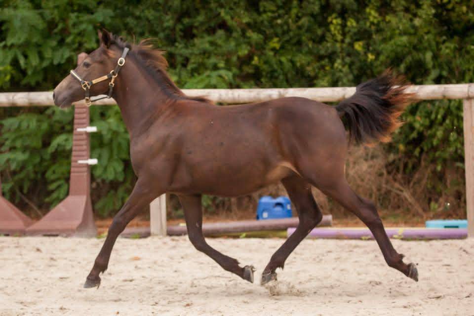 Caballo castrado New Forest En venta 2025 Isabelo por L'ancelot du m&eacute;nage