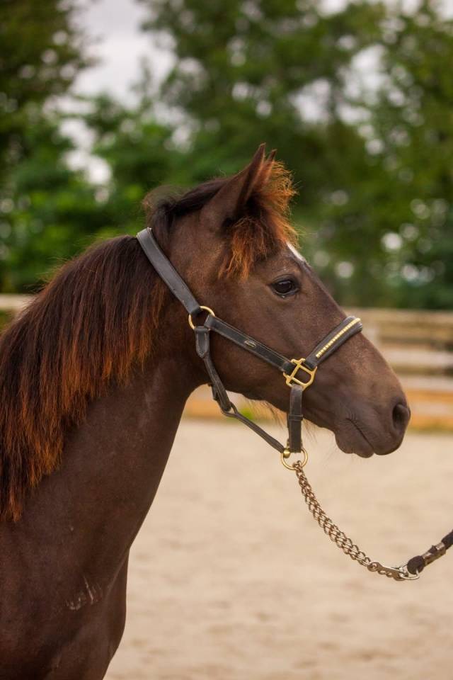 Caballo castrado New Forest En venta 2025 Isabelo por L'ancelot du m&eacute;nage