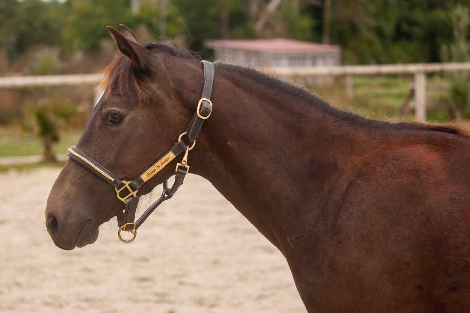 Caballo castrado New Forest En venta 2025 Isabelo por L'ancelot du m&eacute;nage