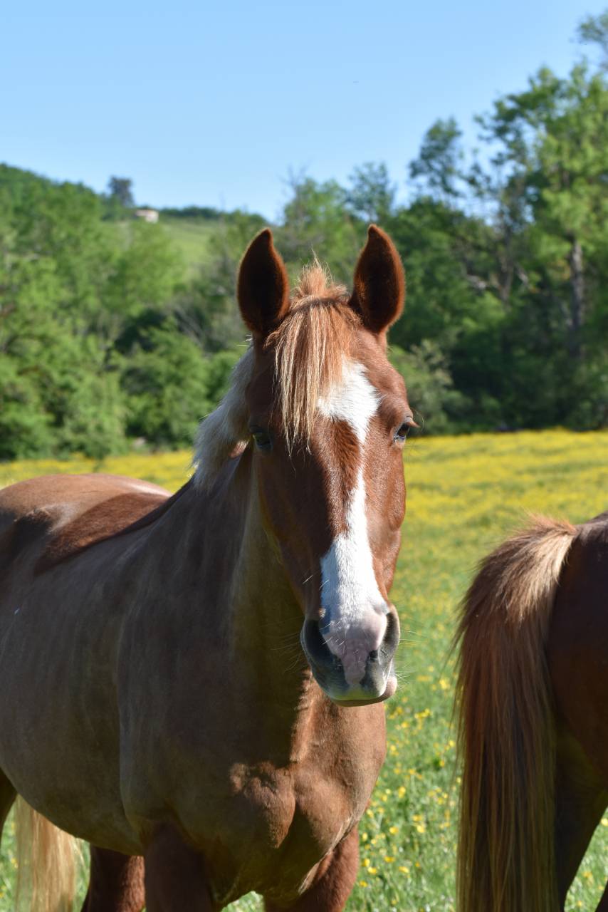 Yegua PFS Poni Fran&ccedil;&eacute;s de Silla En venta 2015 Alaz&aacute;n por systeme d'argent