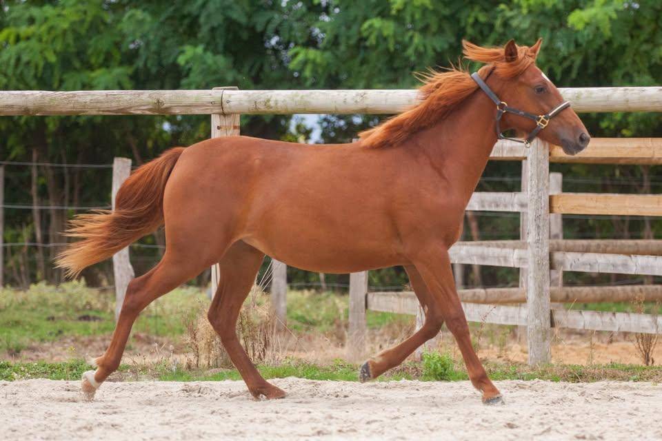 Yegua New Forest En venta 2025 Alaz&aacute;n por L'ancelot du m&eacute;nage