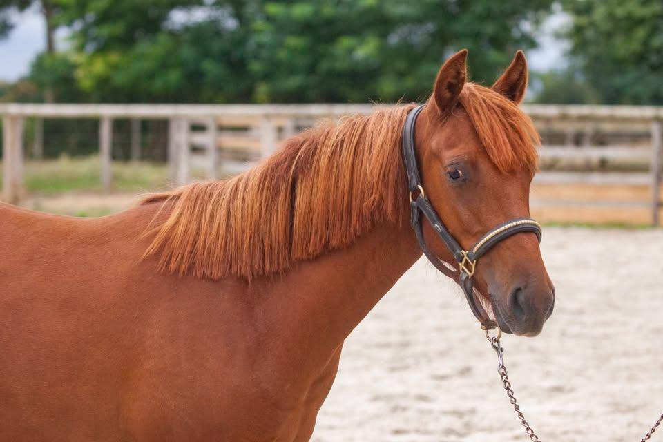 Yegua New Forest En venta 2025 Alaz&aacute;n por L'ancelot du m&eacute;nage