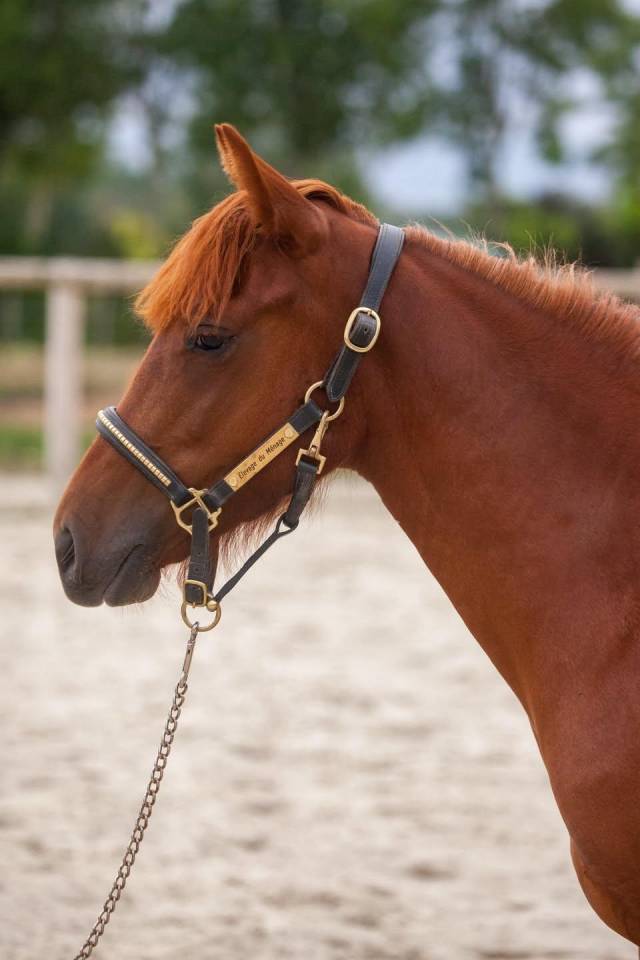 Yegua New Forest En venta 2025 Alaz&aacute;n por L'ancelot du m&eacute;nage