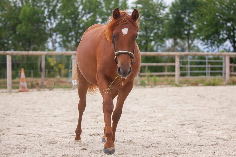 Yegua New Forest En venta 2025 Alaz&aacute;n por L'ancelot du m&eacute;nage