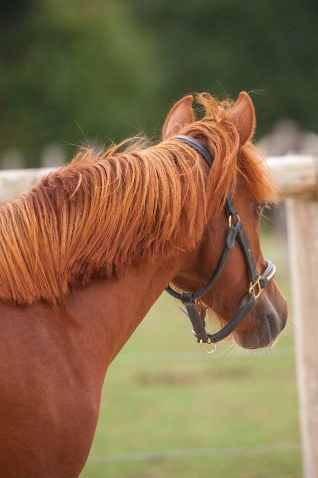 Yegua New Forest En venta 2025 Alaz&aacute;n por L'ancelot du m&eacute;nage