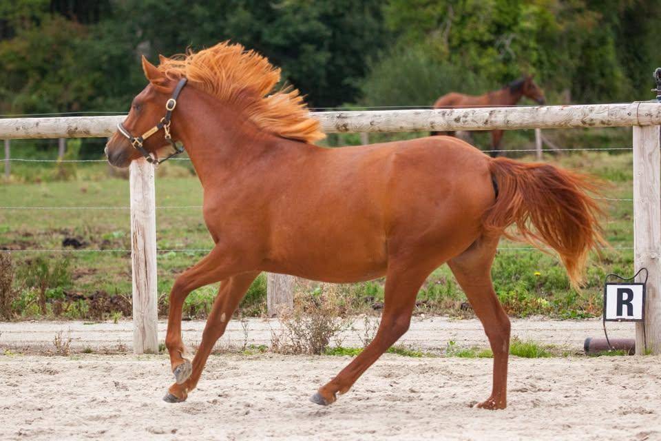 Yegua New Forest En venta 2025 Alaz&aacute;n por L'ancelot du m&eacute;nage