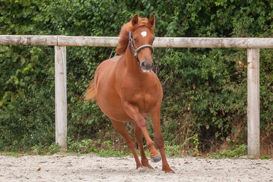 Yegua New Forest En venta 2025 Alaz&aacute;n por L'ancelot du m&eacute;nage