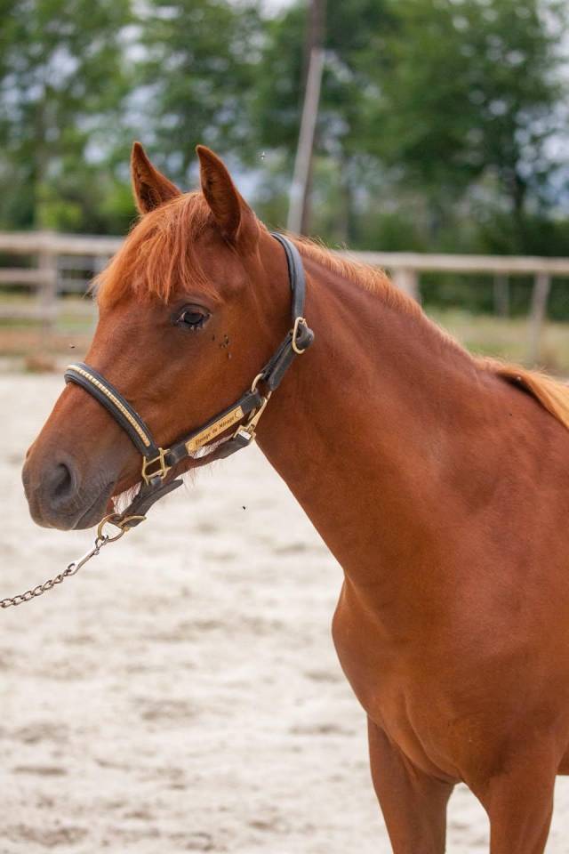 Yegua New Forest En venta 2025 Alaz&aacute;n por L'ancelot du m&eacute;nage