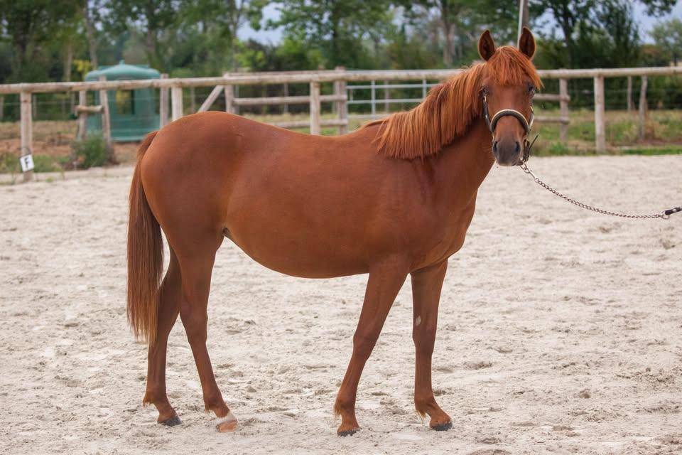 Yegua New Forest En venta 2025 Alaz&aacute;n por L'ancelot du m&eacute;nage
