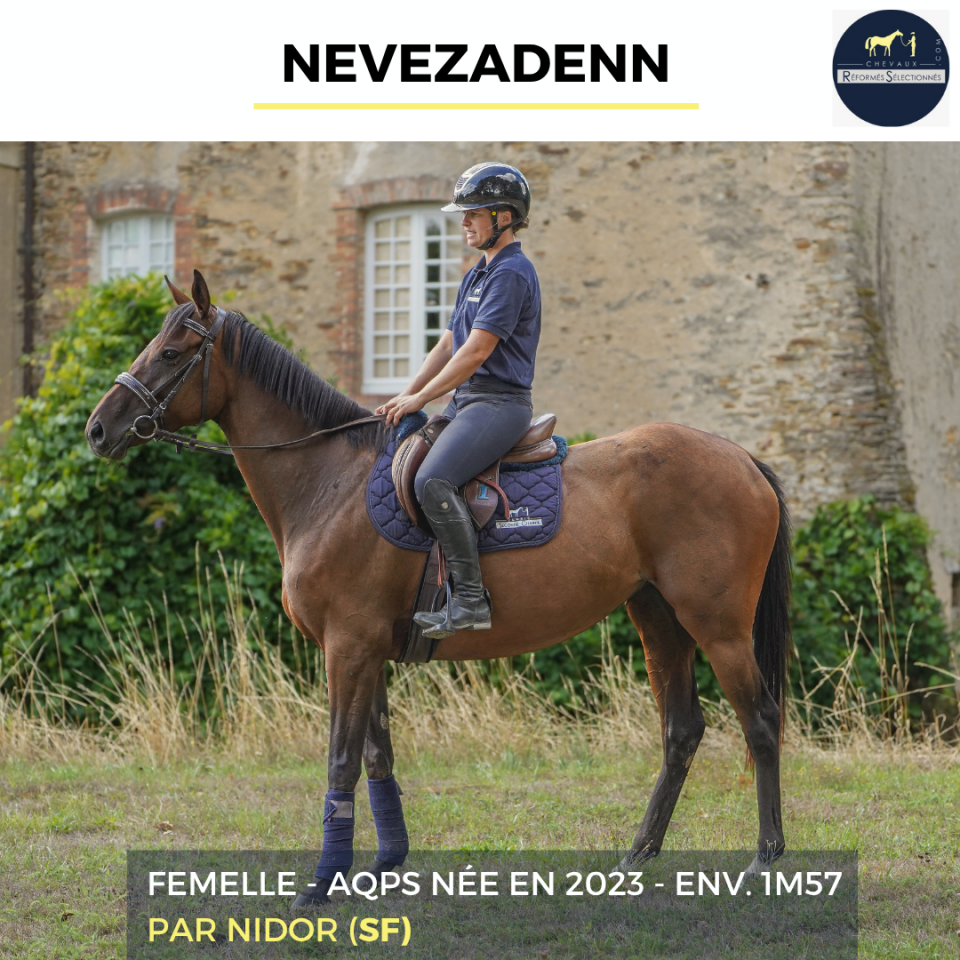 Yegua AQPS En venta 2023 Bayo