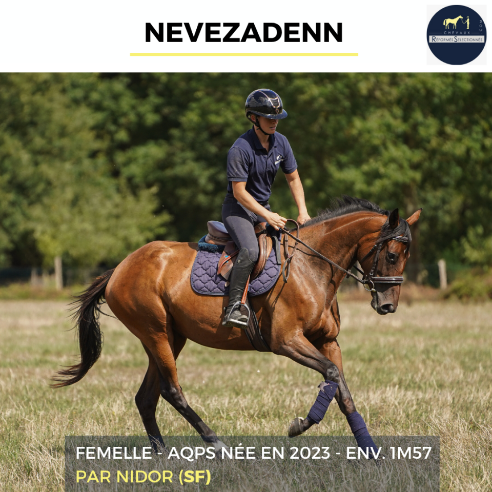 Yegua AQPS En venta 2023 Bayo