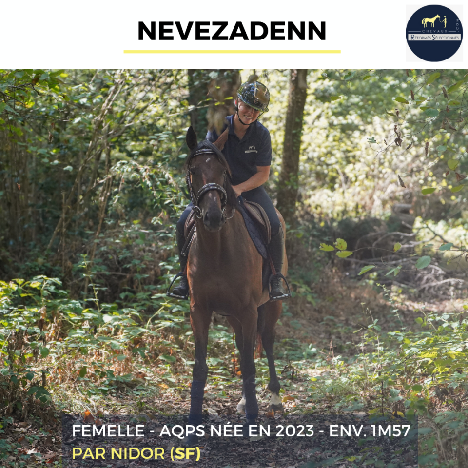 Yegua AQPS En venta 2023 Bayo