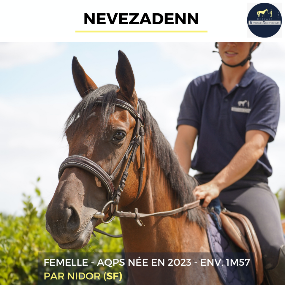Yegua AQPS En venta 2023 Bayo