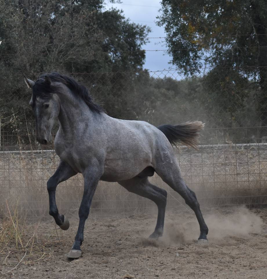 Precioso semental PRE con mucha calidad