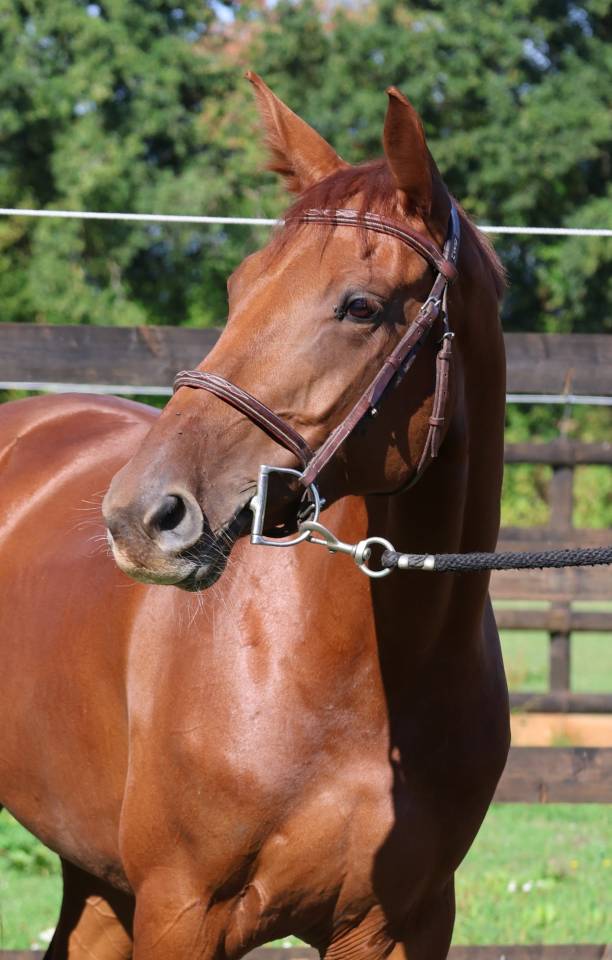 Yegua Silla Franc&eacute;s En venta 2019 Alaz&aacute;n por CAP KENNEDY