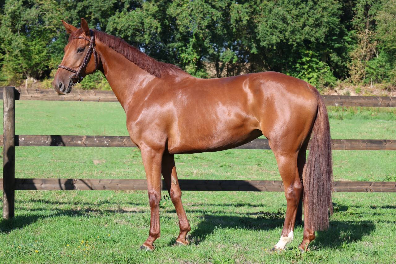 Yegua Silla Franc&eacute;s En venta 2019 Alaz&aacute;n por CAP KENNEDY
