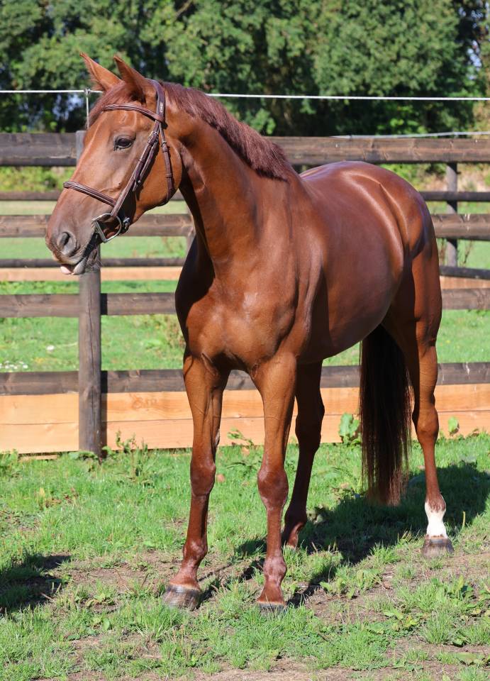 Yegua Silla Franc&eacute;s En venta 2019 Alaz&aacute;n por CAP KENNEDY
