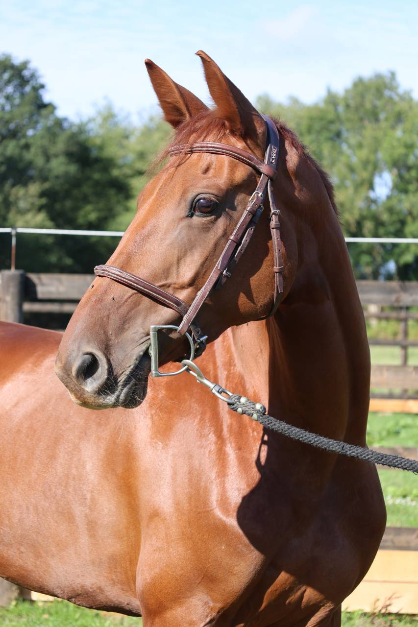 Yegua Silla Franc&eacute;s En venta 2019 Alaz&aacute;n por CAP KENNEDY