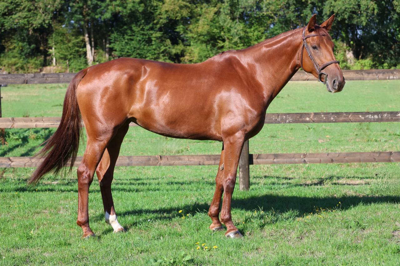 Yegua Silla Franc&eacute;s En venta 2019 Alaz&aacute;n por CAP KENNEDY