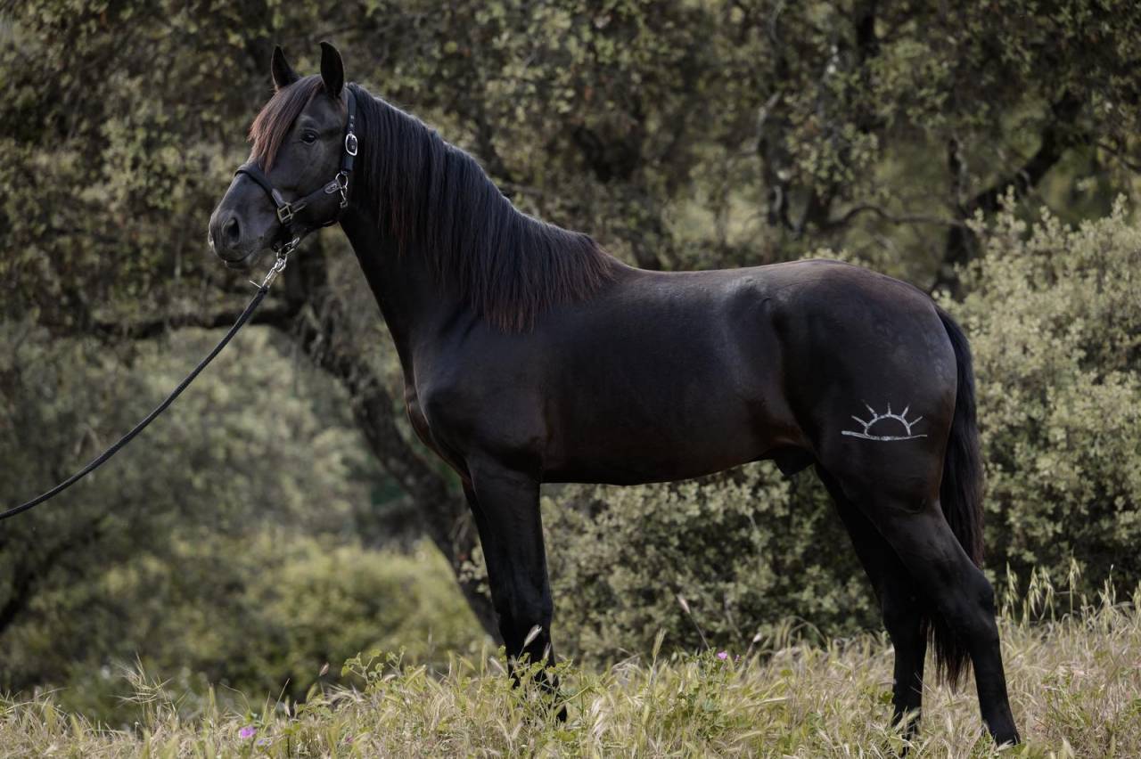 Precioso PRE negro alta calidad