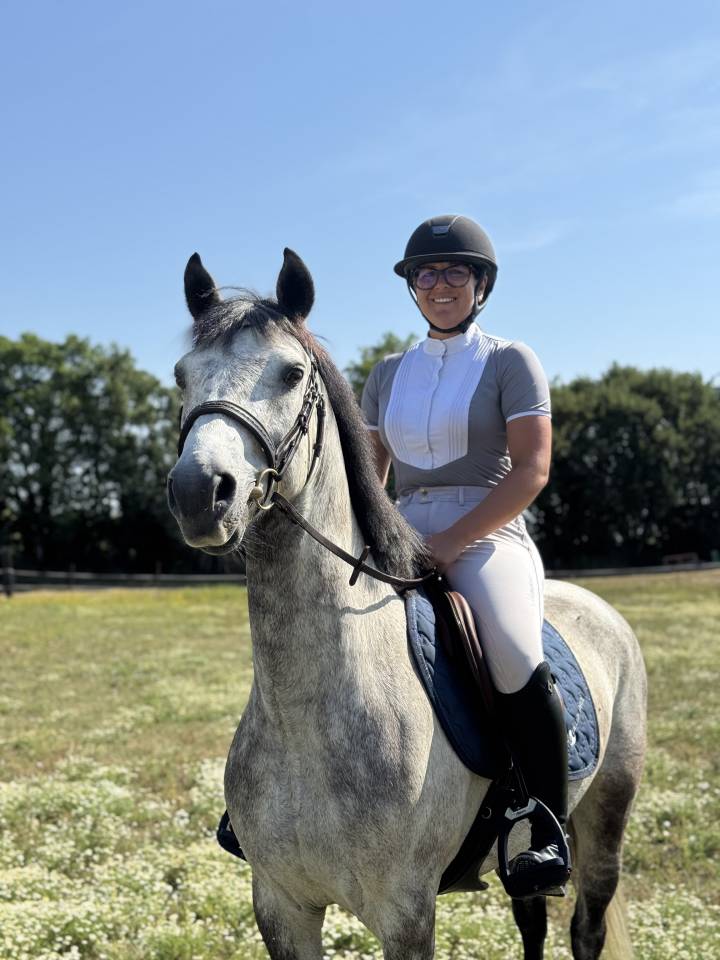 Caballo castrado Connemara En venta 2021 Tordo