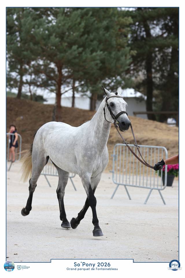 Caballo castrado Connemara En venta 2021 Tordo