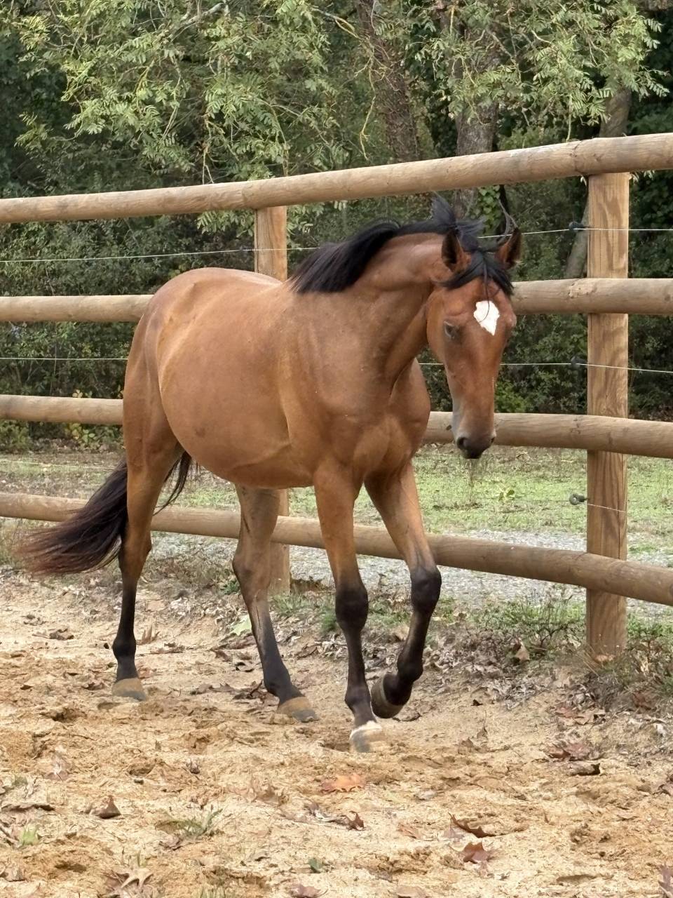 Caballo castrado Caballo de Silla En venta 2023 Bayo