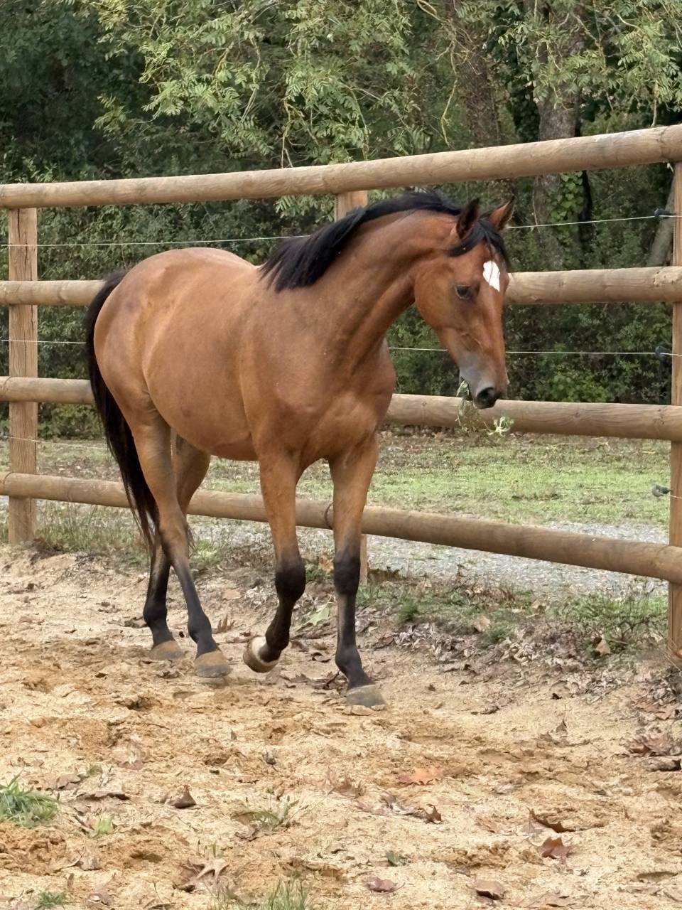 Caballo castrado Caballo de Silla En venta 2023 Bayo