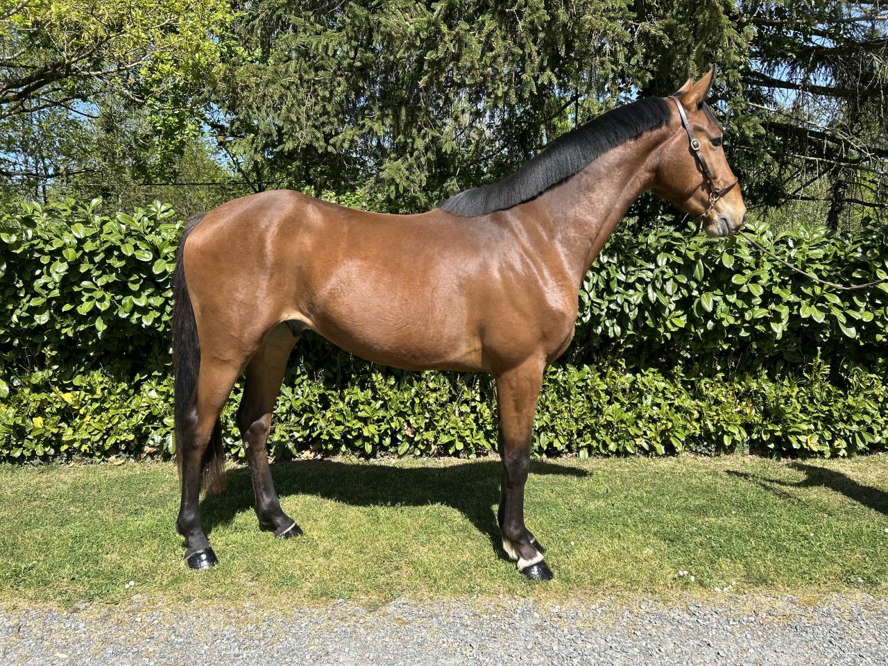 Caballo castrado Caballo de Silla En venta 2023 Bayo