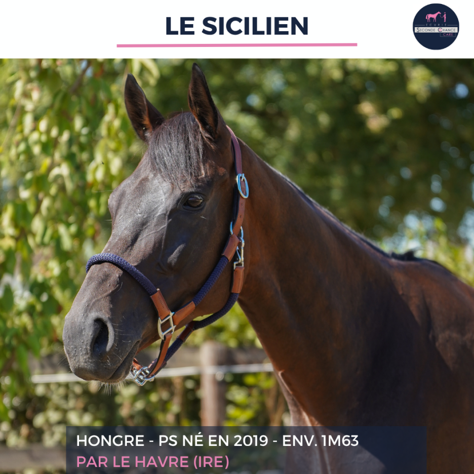 Caballo castrado Pura Sangre En venta 2019 Bayo
