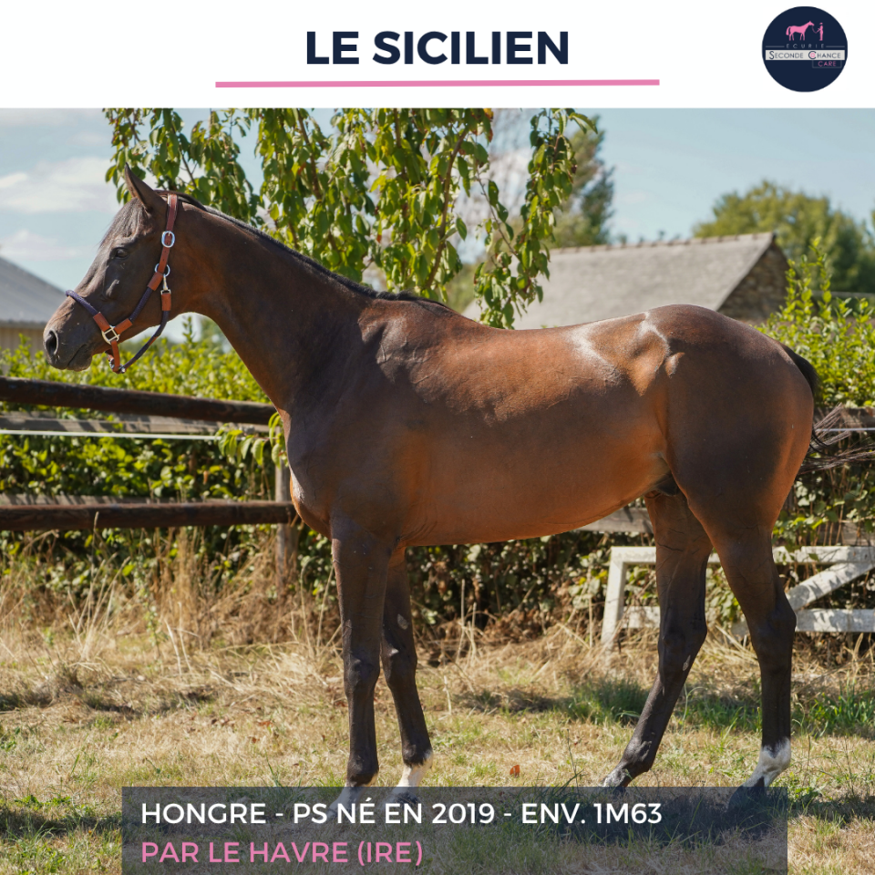 Caballo castrado Pura Sangre En venta 2019 Bayo