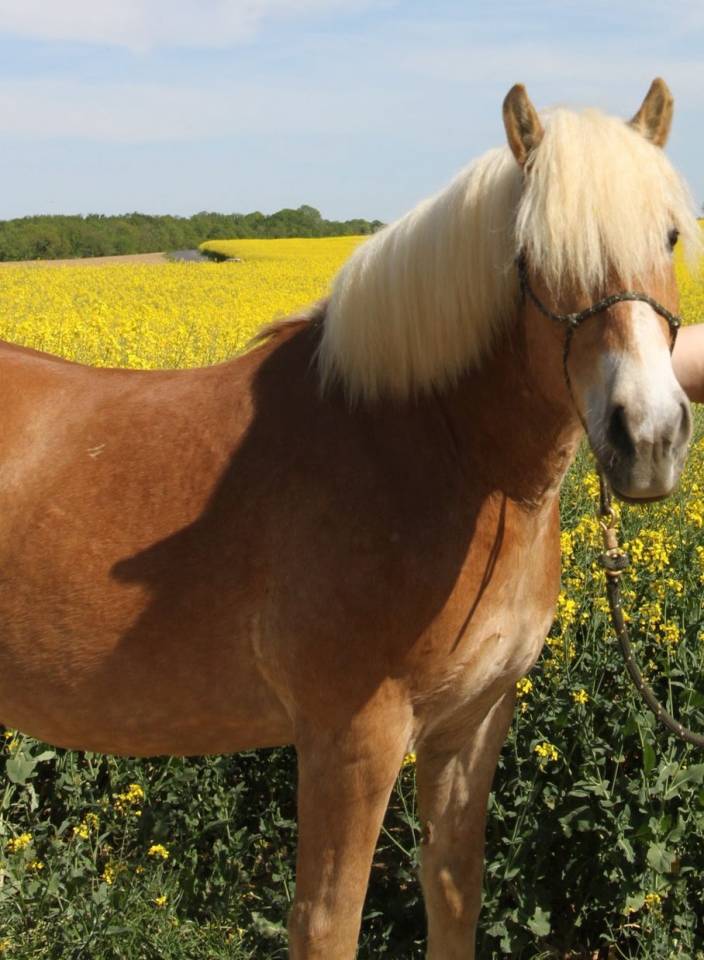 Caballo castrado Haflinger En venta 2019 Pelo de vaca