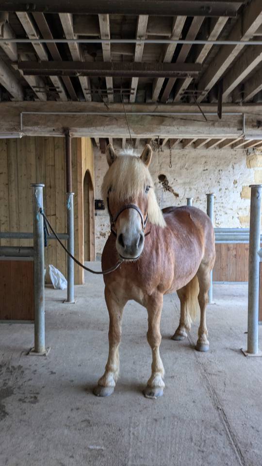 Caballo castrado Haflinger En venta 2019 Pelo de vaca