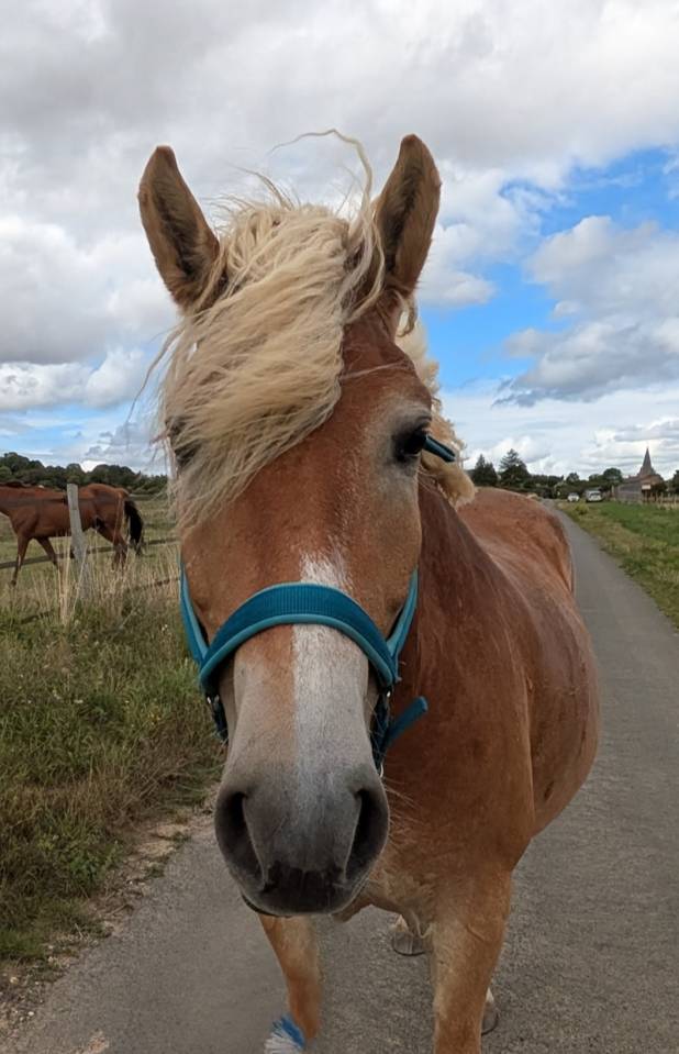 Caballo castrado Haflinger En venta 2019 Pelo de vaca