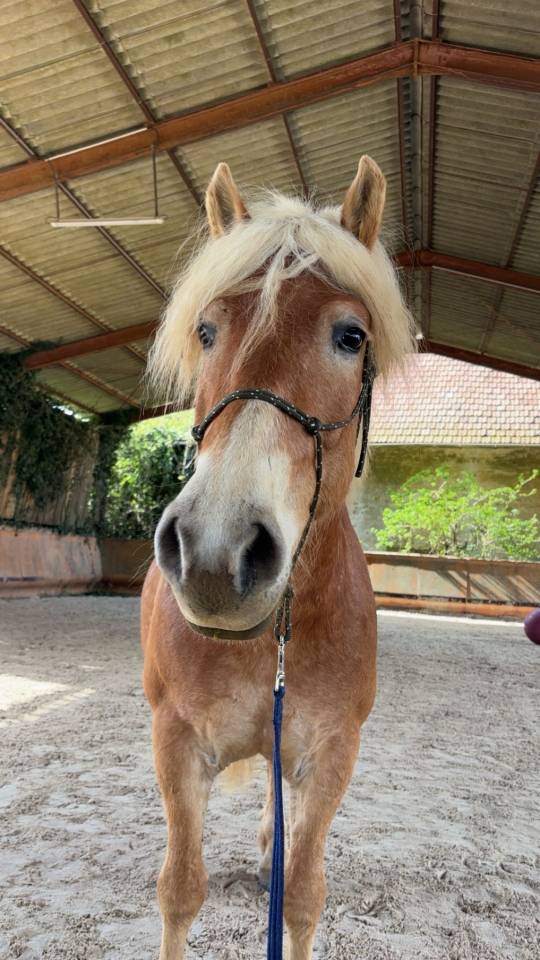 Caballo castrado Haflinger En venta 2019 Pelo de vaca