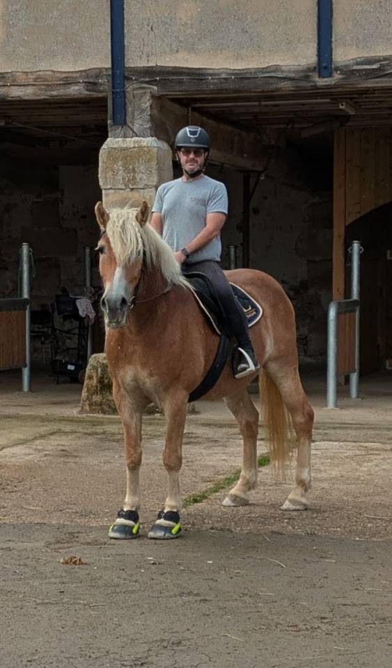 Caballo castrado Haflinger En venta 2019 Pelo de vaca