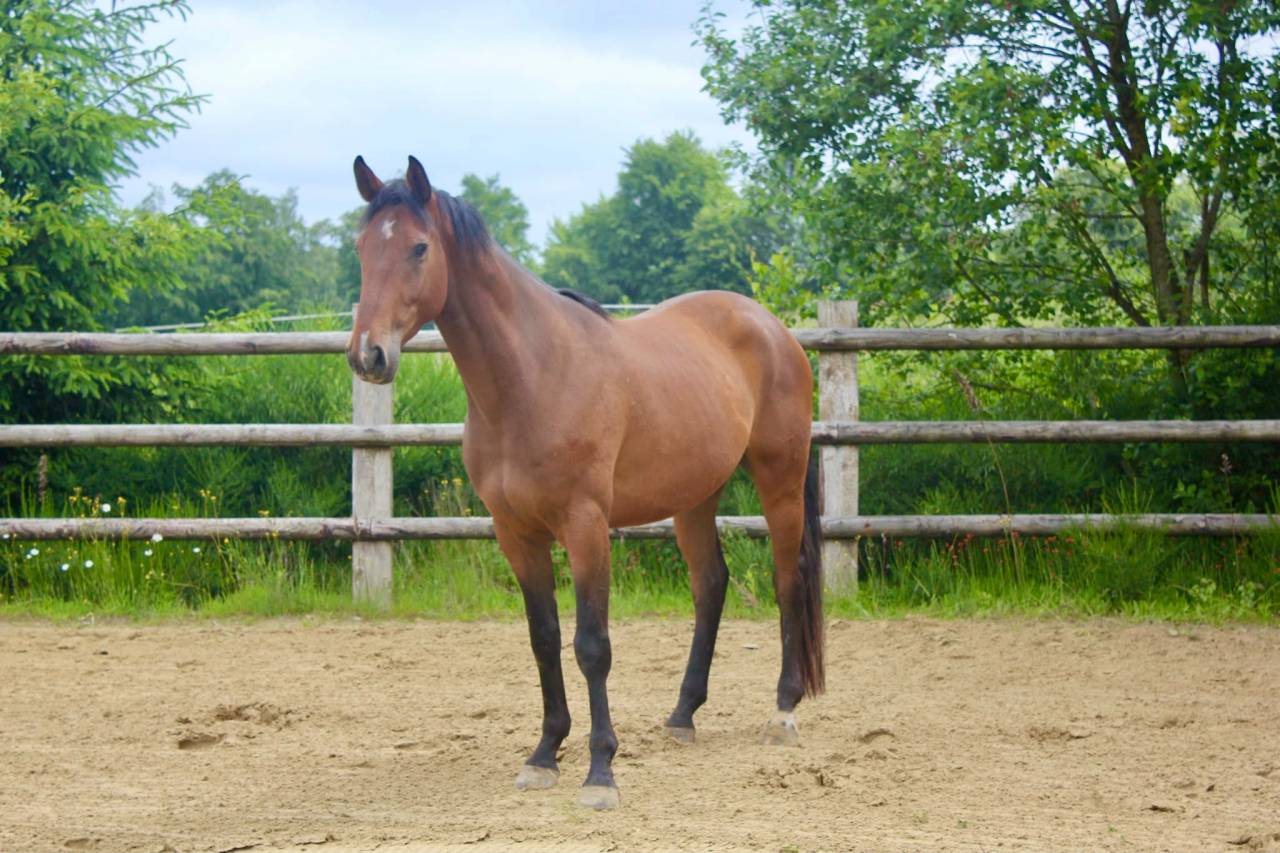 Caballo castrado BWP Caballo de Sangre Belga En venta 2022 Bayo por Tangelo vd zuuthoeve