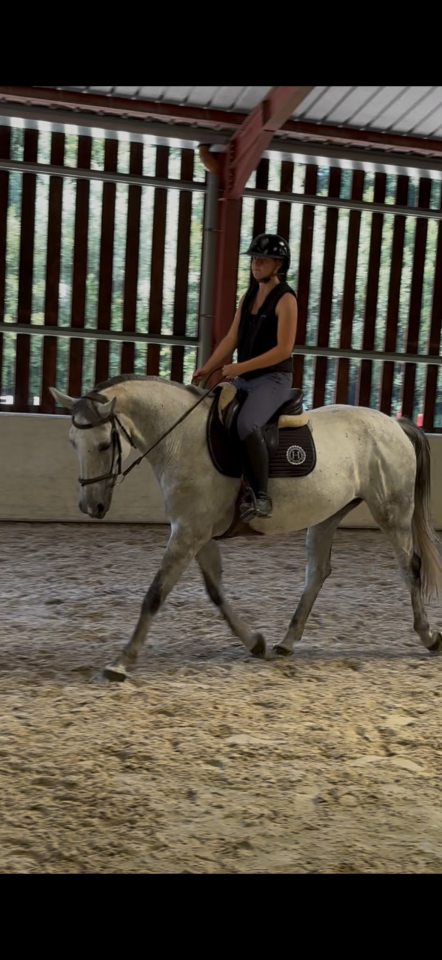 Yegua BWP Caballo de Sangre Belga En venta 2016 Tordo