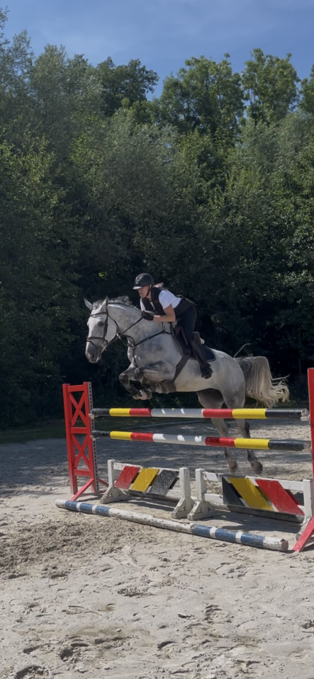 Yegua BWP Caballo de Sangre Belga En venta 2016 Tordo