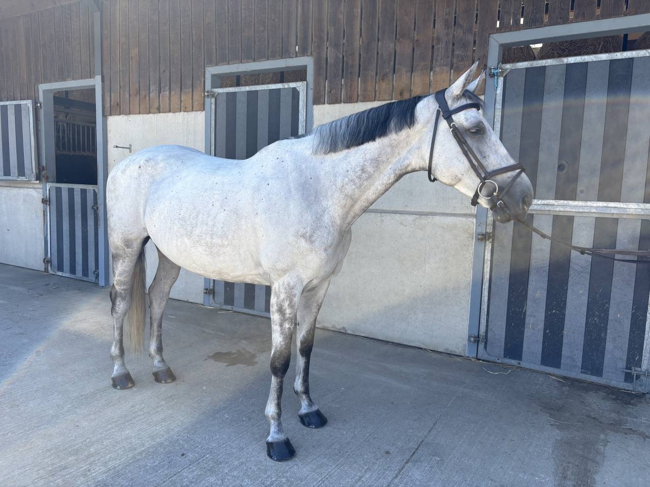 Yegua BWP Caballo de Sangre Belga En venta 2016 Tordo